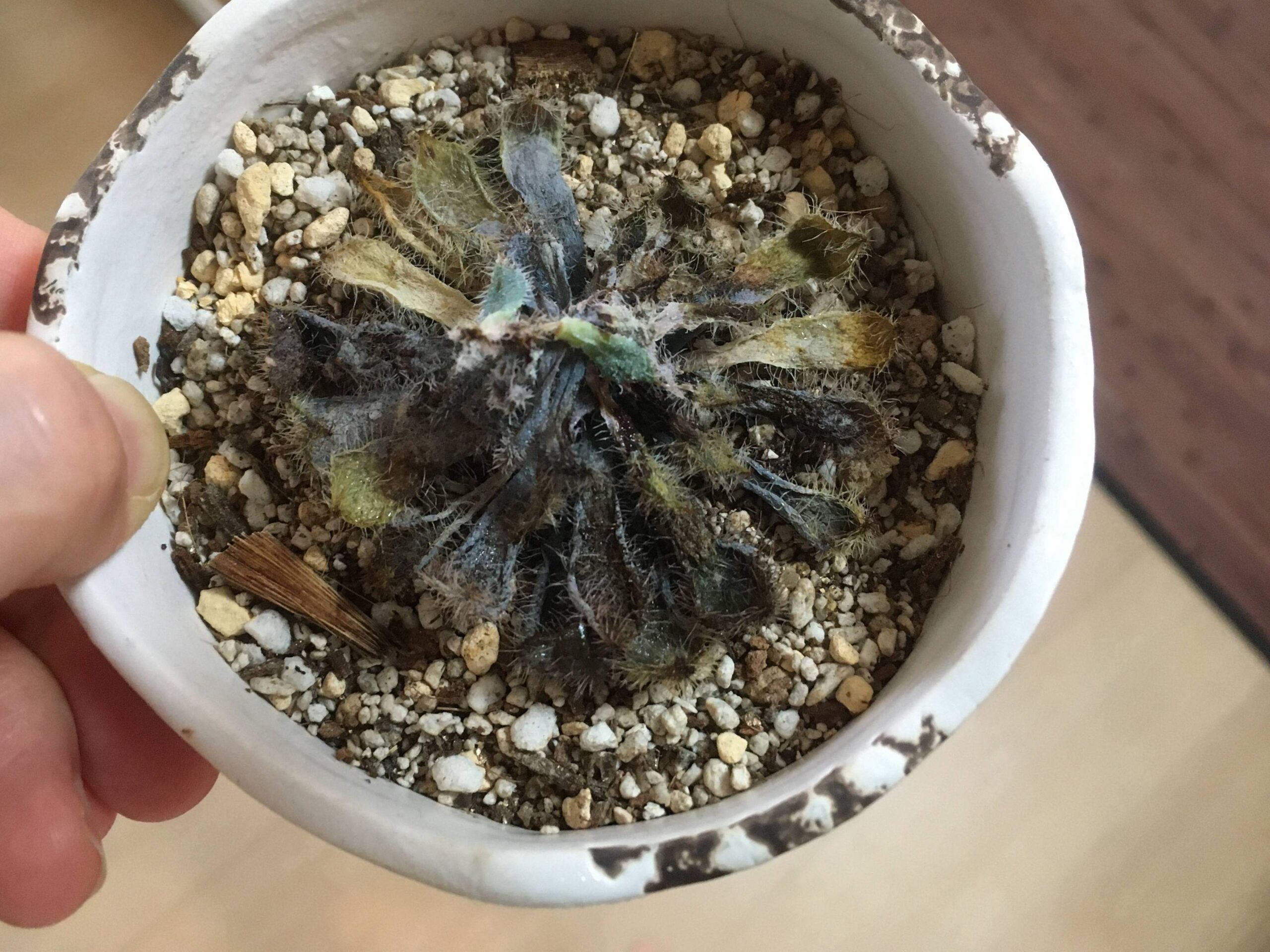 高温多湿で枯れた多肉植物