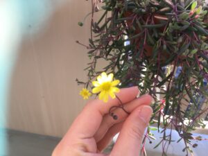 ルビーネックレスの花