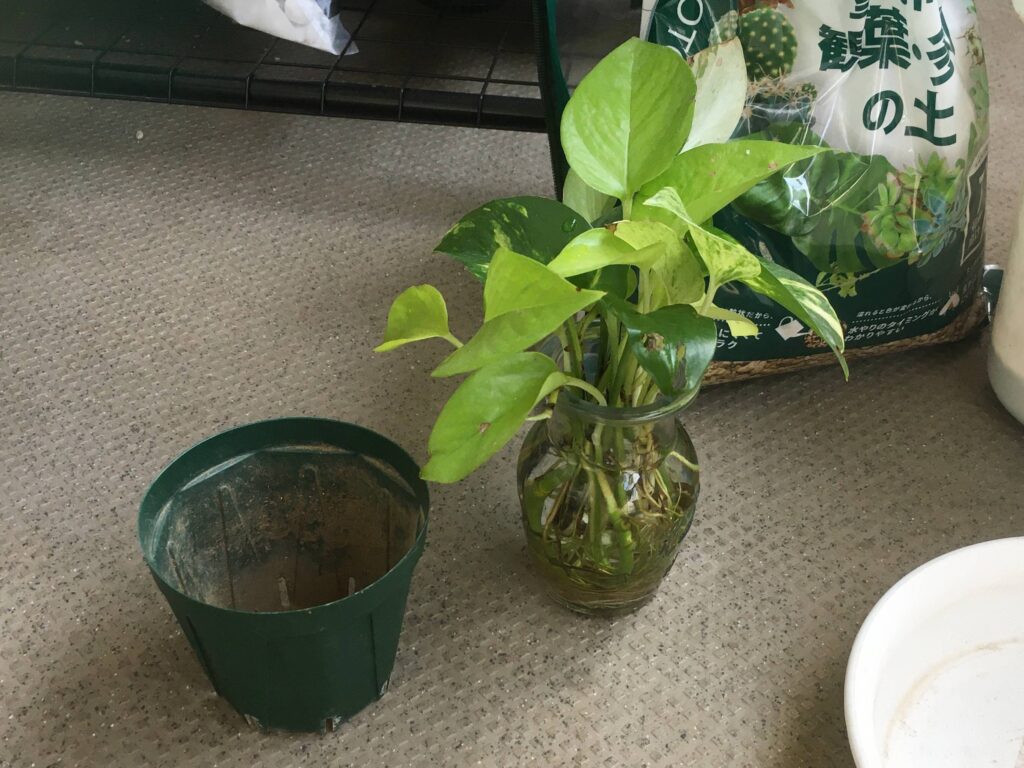 水差しの植物とスリット鉢