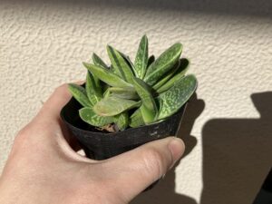 ダイソーで買ったレアが植物「ガステリア」