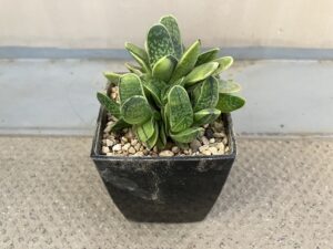 ダイソーで買ったレアが植物「ガステリア」