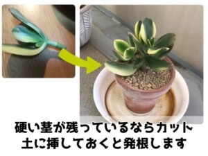 根腐れした多肉植物の復活方法(挿し木)