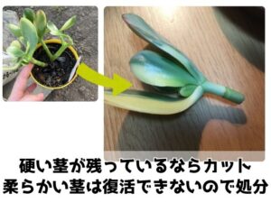 多肉植物の再生方法