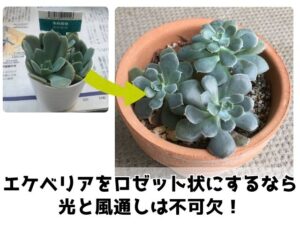 徒長したエケベリアのビフォーアフター
