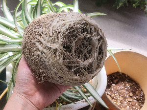 カチコチに固まっている根鉢