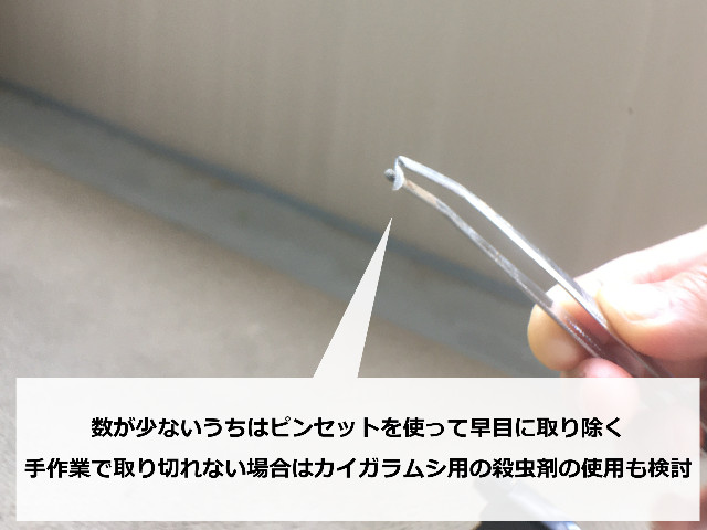 捕獲したコナカイガラムシ