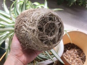 オリヅルランの根鉢