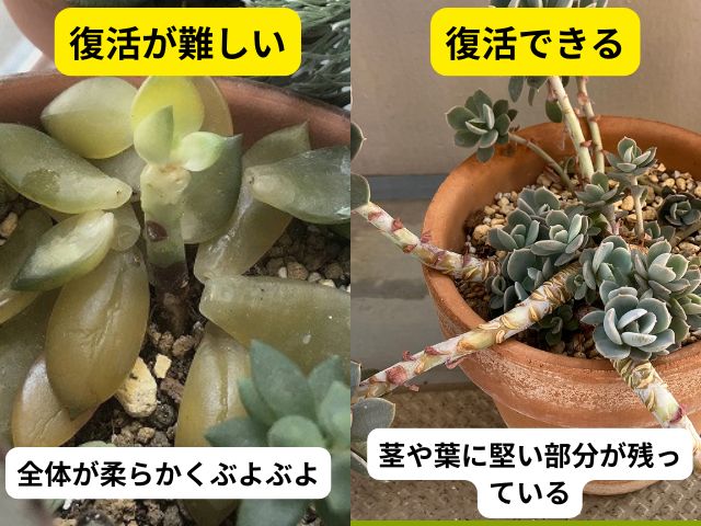 ぶよぶよの多肉が復活できるかの見分け方