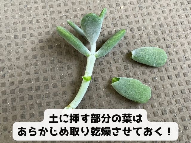 ふっくら娘の増やし方