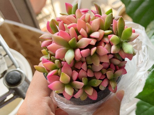 ピンクが可愛い桜吹雪(多肉植物)