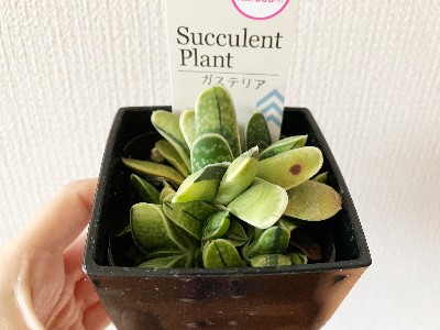 ガステリアの葉と株の様子