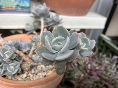 七福神(多肉植物)