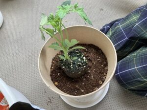 ミニトマトを植える