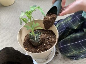 ミニトマトを植える