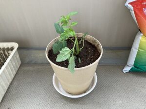 植え付け後のミニトマト