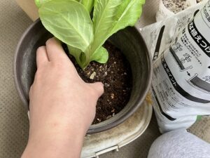 サラダ菜を植え付ける