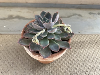 花芽の付いたエケベリア
