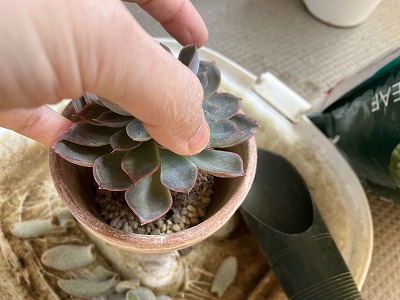 エケベリアの植え替え