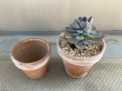 植え替え後のエケベリア