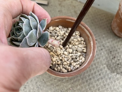 エケベリアを土に挿す