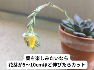 エケベリアの花芽を切るタイミング