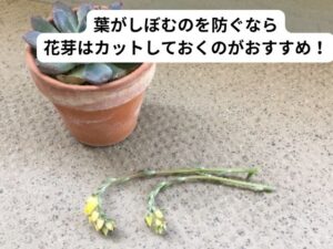 花芽を切り取ったエケベリア