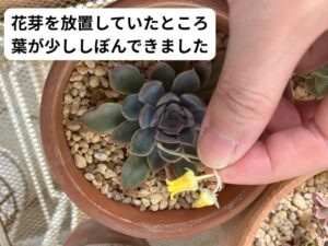 花芽を切る前のエケベリア