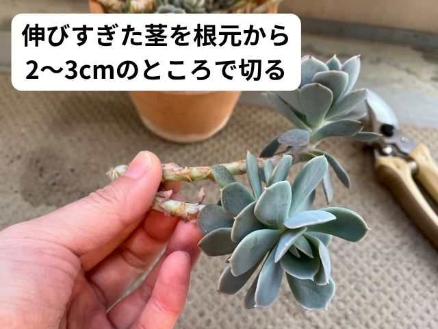 徒長した七福神の切り方