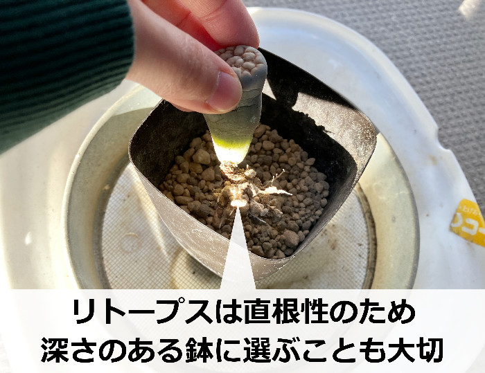 深さのある鉢にリトープスを植える