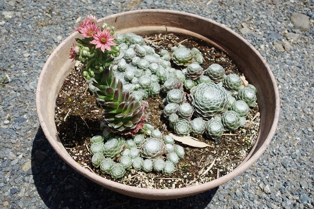鉢植えのセンペルビウム
