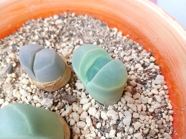 脱皮し始めたリトープス