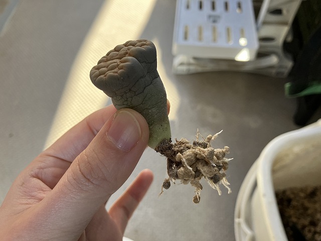 植え替え後、2週間ほどで発根したリトープス