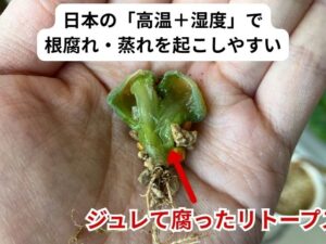 夏越し失敗したリトープス