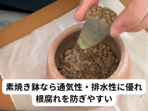 リトープスの鉢選びのポイント