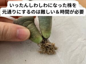 しわしわのリトープス