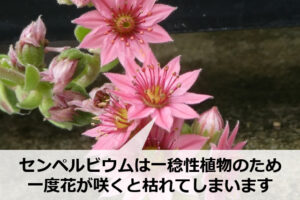 センペルビウムの花