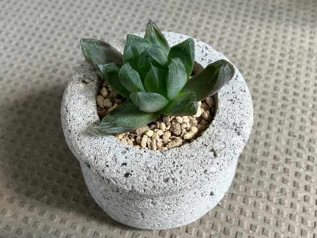 植え替え後のハオルチア