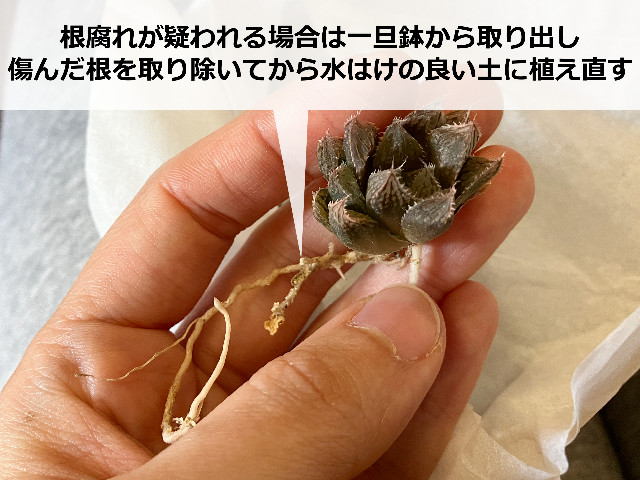 ハオルチアの健康な根っこ
