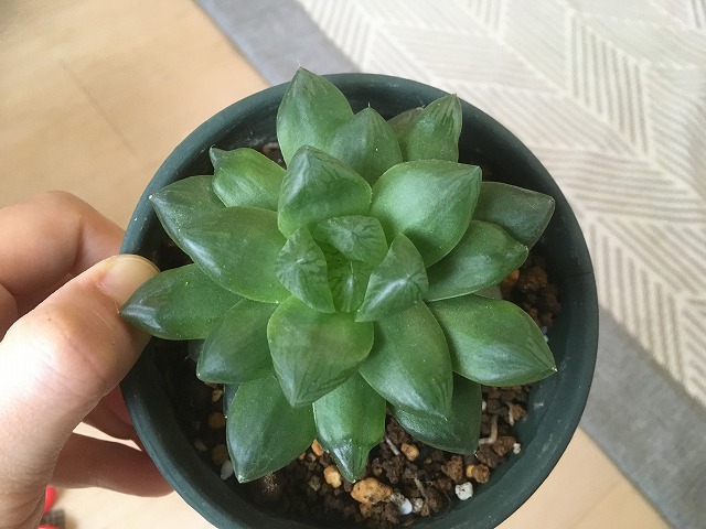 株分け前のハオルチア