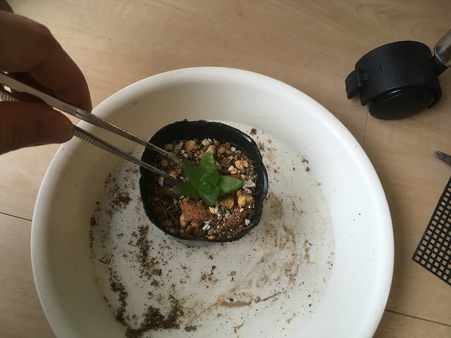 ハオルチアの子株を植え付け