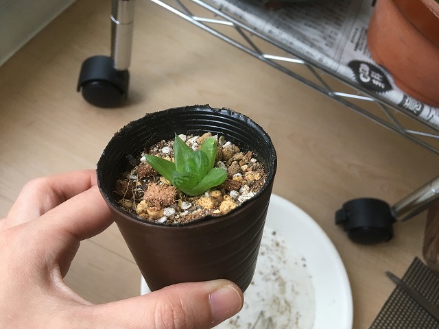 株分けで増やしたハオルチア