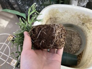 鉢から取り出したリプサリスの根鉢