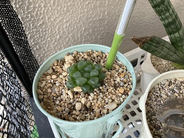 ひとまわり大きくなったハオルチア