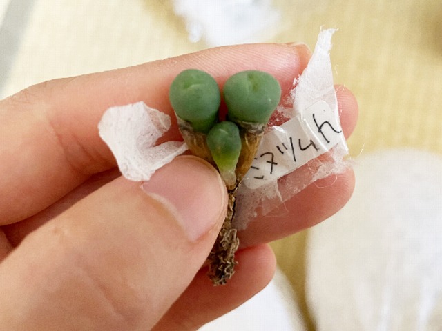 古い土を落としたコノフィツム属の根の参考例