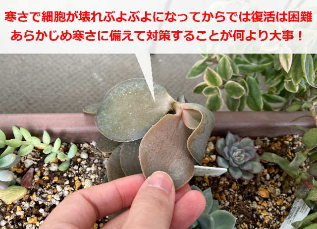 寒さで弱った多肉植物