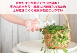 室内での観葉植物の水やり方法