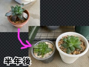 復活したハオルチア