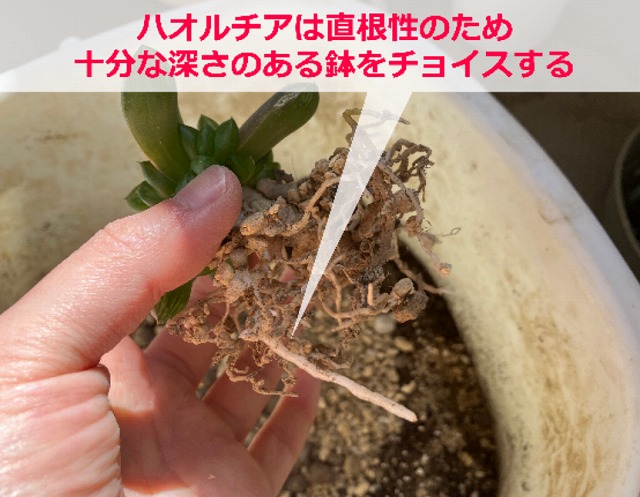 鉢から取り出したハオルチア