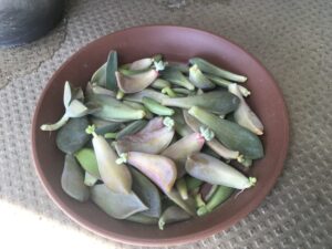 葉挿し