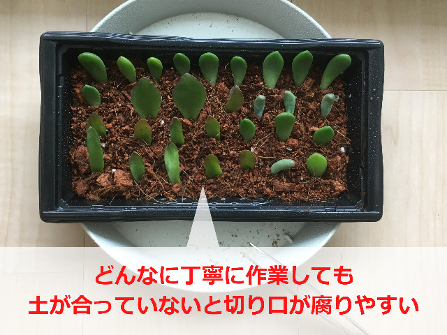 多肉植物の葉挿し